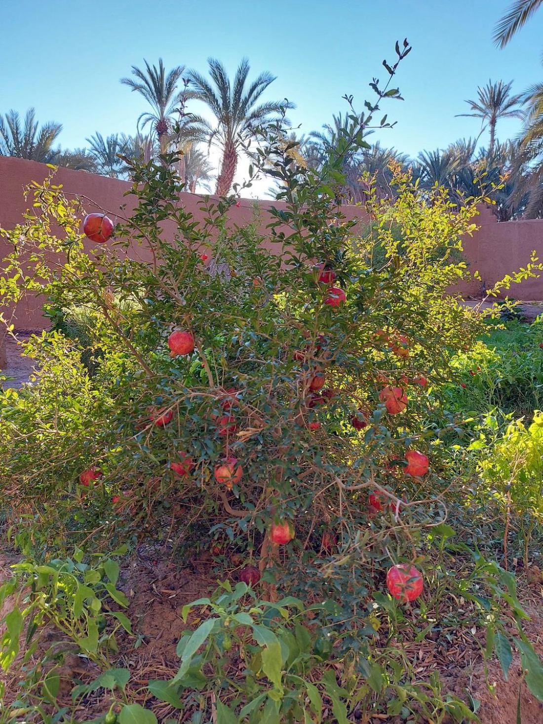 Ecolodge Du Draa Ouled Otmane Exterior photo